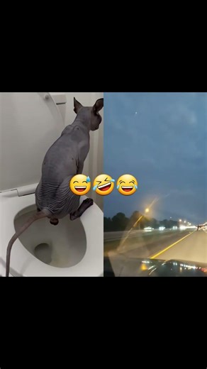 I Don’t Need a Litter Box Anymore? 😹 #cat #cats #toilettraincat