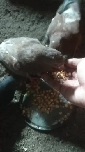 "Ultimate Guide to Feeding Pigeons: Best Practices for Bird Lovers" #b...