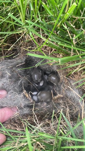 somos nebraska (@somos.nebraska)’s videos with sonido original - Chuponcito