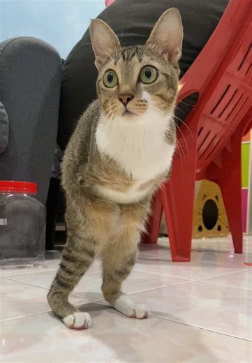 🐱🦖 #dinocattutu | cute cat