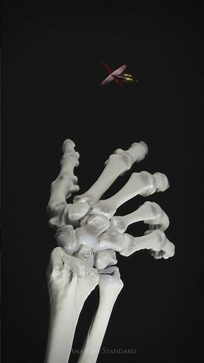 Dart-throwing motion