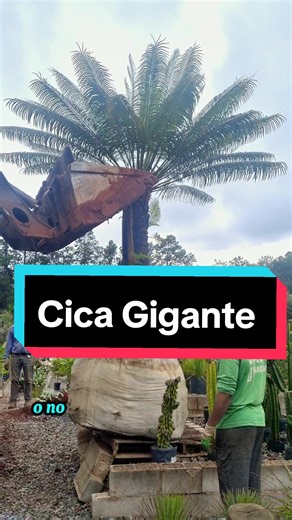 Ao contrário da cica comum (cycas revoluta), essa cica ( cycas circinalis) tem suas folhas voltadas para baixo, como uma sombrinha. gostou? comente! #cica #palmeiracica #cycascircinalis #paisagismotropical #paisagismobh