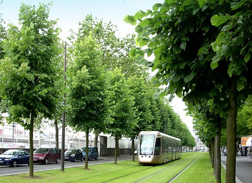 Tilia ×europaea 'Pallida'
