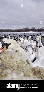 Swans eating grain in winter as ecological rescue support
