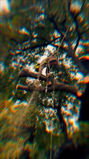 Expert Tree Removal | Safe And Efficient Hanging high to get the job done! This video shows our skilled team performing professional tree removal with focus and precision. Every cut is calculated for safety and efficiency. Alex Tree Service - Dedicated to providing expert, reliable tree services. Contact Us Now! (626)-804-4491 AlexTreesService.com AlexTreeService83@gmail.com #treeservice #tree #treeremoval #fyp #treecare #TreeWork #treeclimbing #localservice #residentialservices #commercialservi