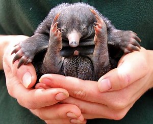 Zoo celebrates first successful birth of baby echidna in 30 years (Credit: Taronga Zoo via Storyful) | Yahoo Canada