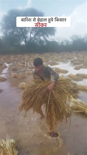 किसानो का बारिश से हुआ बुरा हाल #sikar #shortsvideos #sikarnews #viral #tranding #sikarnews #news