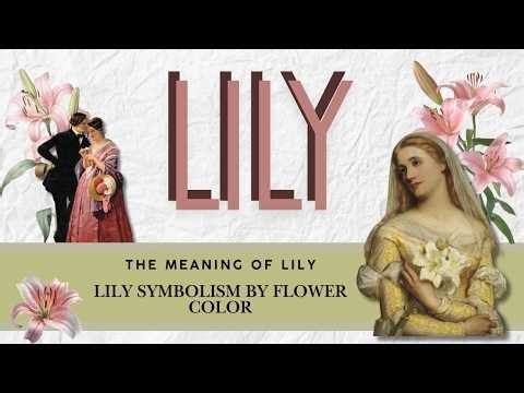 The Meaning of Lilies 🌸 | Lily Symbolism & the Meaning of Every Lily Color