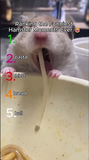 🐹Ranking the Funniest Hamster Moments Ever😂 #hamster #funnyanimals #cutepets #shorts