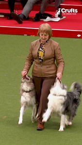 Passion? ✅ Energy? ✅ Footwork? ✅ And there’s way more where that came from at Crufts 2025. Get your tickets now: crufts.org.uk/tickets 🐕💃 | Crufts