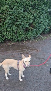 15K views · 232 reactions | SQUIRRELS! Let them watch. There's a gap between dogs noticing prey animals (squirrels, rabbits, cats, sheep, deer) and them moving to chase. If on a lead, this looks like lunging. Enhance and reinforce the behaviours in the gap. Breathe. They can come down from it and reconnect with you. #dogs #dogtraining #dogtrainer #squirrels | Glasgow Dog Trainer and Behaviour Consultant | Facebook