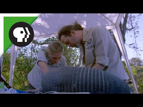Vets Examine Giant Armadillo