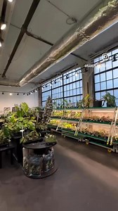 We are Rare Plant Fairy, a rare aroid nursery located in the heart of Detroit, Michigan. We have nearly 12,000sqft of carbon neutral vertical grow space, an onsite tissue culture lab, and nearly 30 plant-loving employees. We take pride in curating the markets largest selection of rare plants, and are dedicated to exceeding expectations. Grown indoors, for the indoors. We’re happy to have you grow with us! Welcome to the Fairyland! 🧚🏼 | Rare Plant Fairy