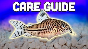 5.9K views · 311 reactions | Cory catfish are a great bottom dweller for community tanks, best kept in a group of at least 3. #AquariumCoop | Aquarium Co-Op | Facebook