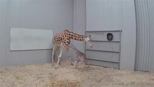Melbourne Zoo Welcomes Adorable Newborn Giraffe