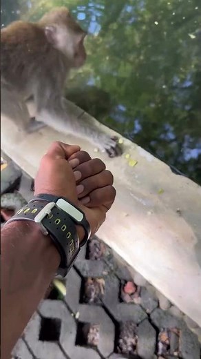 man showing middle finger and monkey gets angry #memes #monkey