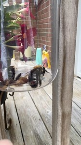 5.4K views · 52 reactions | Carpenter Bee Trap Secret! #carpenterbee #trap #bee | Gigmaster | Facebook