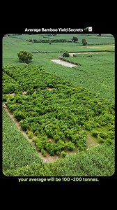 73K views · 962 reactions | How Much Bamboo Can You Grow? bamboo...