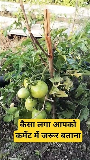 tamatar farming #flowers #nature