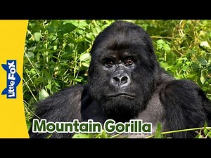 Meet The Animals  - The Mountain Gorilla