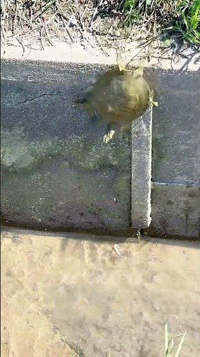 Satisfying Wild Chinese Softshell Turtle Drainage Channel Escape 🐢