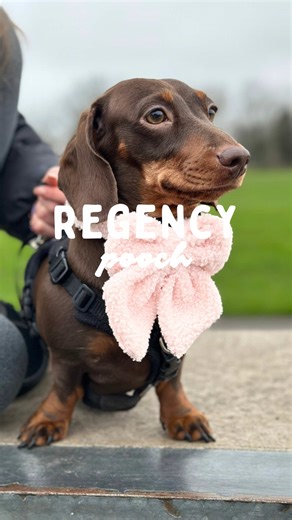 Miniature Dachshund Puppy Recital Time