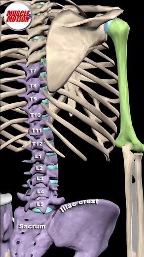 64K views · 1.6K reactions | C'est quoi le Grand Dorsal ?  Un grand...
