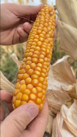 Harvesting corn #corn #harvest #gardening #agriculture #farming #rurallife #countrylife #country