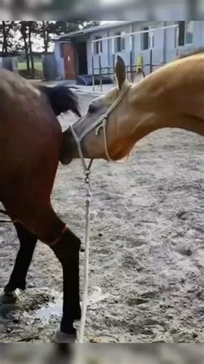 Horse Skill on Instagram: "horse mating very Beautiful - 📸 Source: @ animals0130 on TikTok All credit are reserved for their respective Owners - ❌Remove/recognition👉 @ fixposts - - - - #welshcob#horsepic#horsegram#horsecrazy#equitazione#equinephoto#horse🐴#bayhorse#equines#horseshows#britisheventing#equestrianlove#equestrianblog#horseware#horsenation#instapferd#horsesaremylife#horsetattoo#pferdetrends#dapplegrey#parelli#nrha#reininghorse#ridinghorse#horseslove#pferderosen"