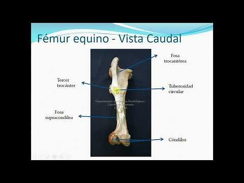 El fémur del equino
