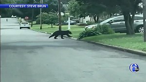 BLACK BEAR WARNING: Officials are on the lookout after a black bear was spotted in Bucks and Montgomery counties. https://6abc.cm/2X5gXhY | 6abc Action News