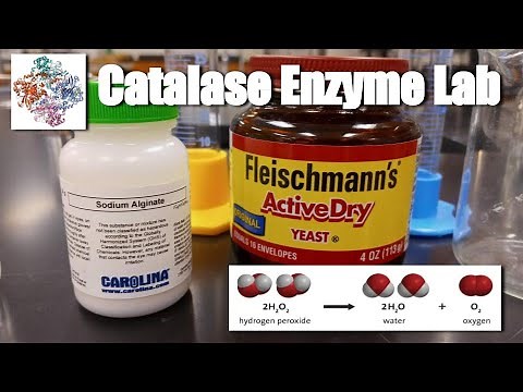 Enzyme Catalysis Lab [AP Bio 3.2]
