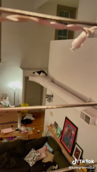 Understanding Cat Behavior for Anxiety Relief