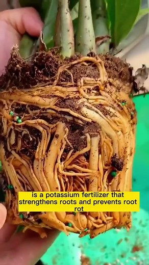 356K reactions · 143K shares | All natural fertilizer that you can make from foods at home and also easy peasy to make!! Ideally you just let the soak for 24-48hrs except for the rice which may take longer to ferment fully!! Be sure to dilute the fertilizers before applying to plant as they may become too harsh for the plants!! This rainy season is planting season in Nigeria so take advantage of it!!! #naturelover #abujaplantlovers #plantlover | Sheebznaturalle | Facebook
