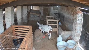 2.1K views · 40 reactions | First purchased, Excellent production recorded goat at our farm since 2018 . Goat's Field گوٹس فیلڈ Abdul wahid 0303 9065050 | Goat's Field گوٹس فیلڈ | Facebook