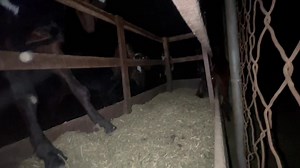 11K views · 602 reactions | Goat Udder Problems After Delivery || بچے پیدا کرنے کے بعد بکری کو ساڑو سے کیسے بچائے | Goat Land Farms | Facebook