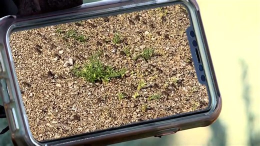 'Is this like toad-mageddon?': Thousands of toads bring traffic to a halt on a country road