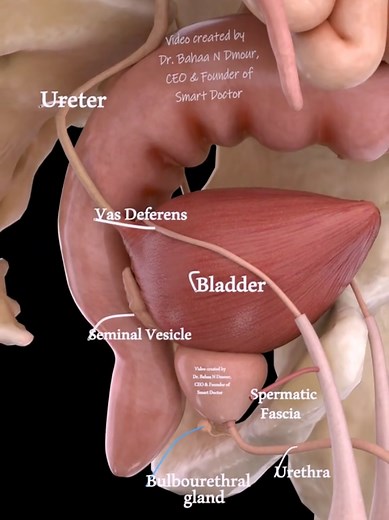Male Pelvic Anatomy 3D Animation | Bladder, Urethra & Systems