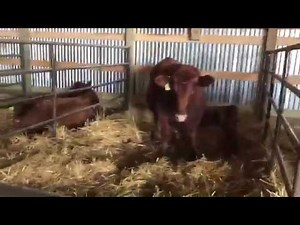 Bieber Calving Barn - Part 1