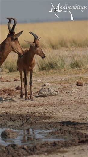 Red hartebeest in Etosha National Park, Namibia.