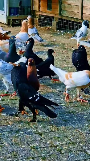 Most beautiful pigeons 🥀🥀🌹🌹 | Top Pigeon Bangladesh