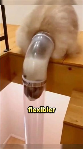 These cats flow through pipes like water! 💧🙀