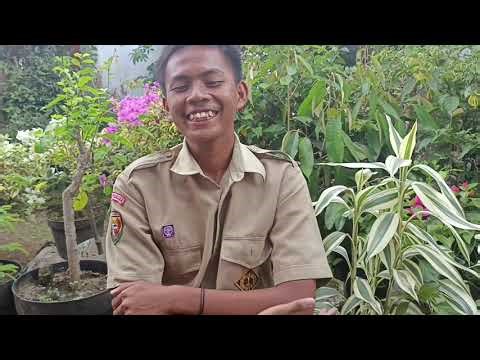 bahasa pemrograman Pascal dan C++||Tugas presentasi Pemrograman Dasar