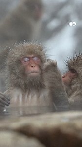 18K views · 190 reactions | Tourists are flocking to see Japan’s famous snow monkeys in their steamy hot springs. But authorities say rule-breakers and unprepared visitors are becoming a major problem. | DW News | Facebook