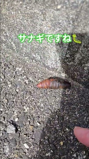 何かのサナギ蛹を発見🦋‼️生きてる⁉️#生き物#いきもの #昆虫#虫#むし#ちょうちょ #蛾