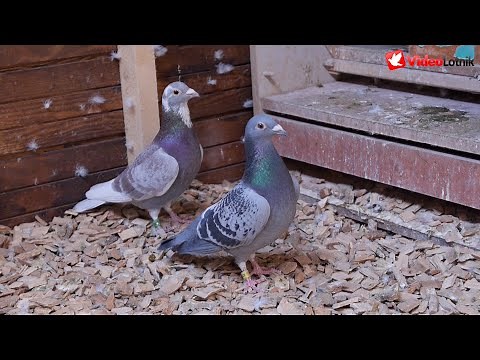 Marek Maciąg PZHGP Biskupiec - gołębie Vercammen, Vos 94/93, Houben, Marcel Albrecht racing pigeons