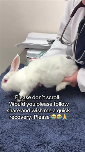 Help Us Support This Bunny's Neurological Recovery