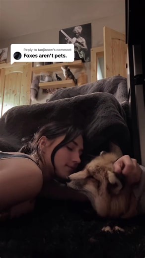 Replying to @tanjireow vixen my 2yo red fox, was from a usda licensed breeder, her grandparents were fur farm rescues. She has 3 legs due to an accident with a dog. Not all foxes are pets. But some can be🫶