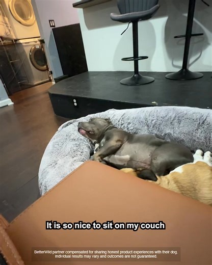 2.9K views | Mythologicaldogs on Reels | Facebook