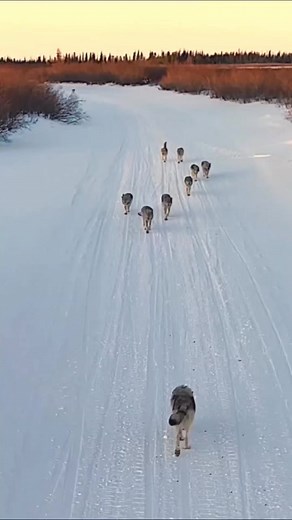 1.3M views · 10K reactions | Riuscite a indovinare chi è la mamma?...